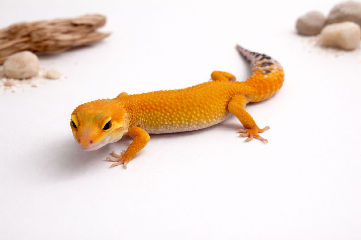 Gekon lamparci - odmiana normal