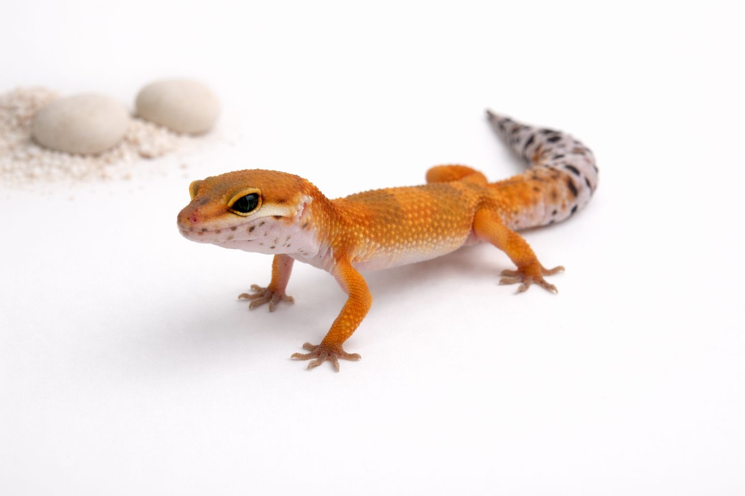 Gekon lamparci - odmiana albino