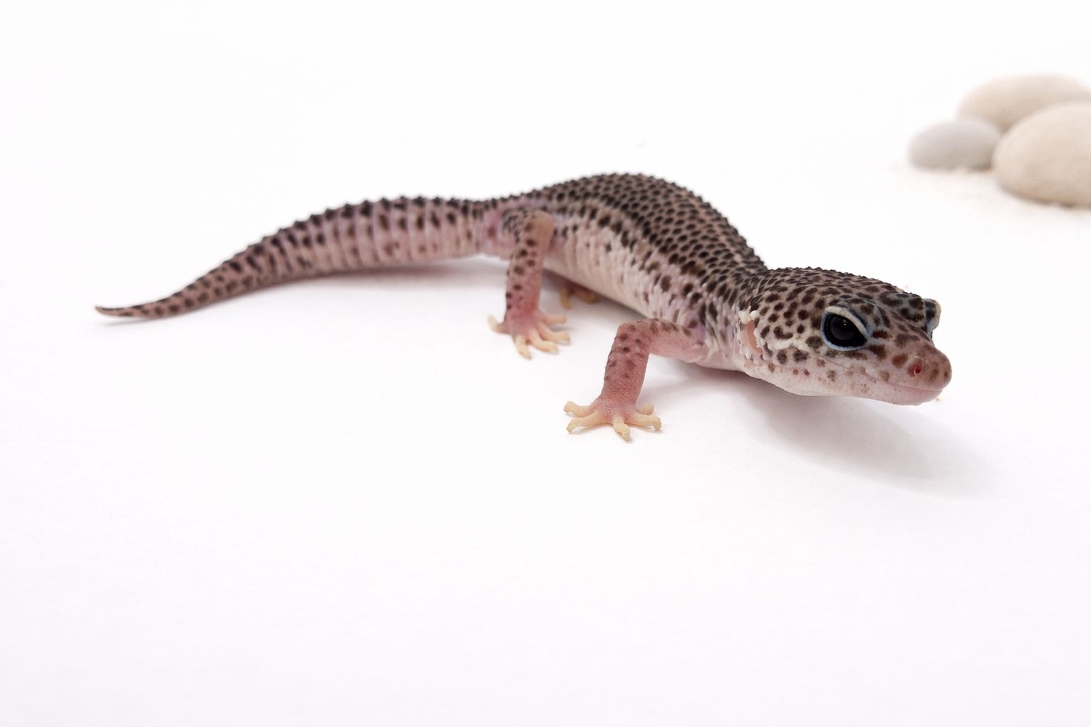 Gekon lamparci - odmiana tangerine