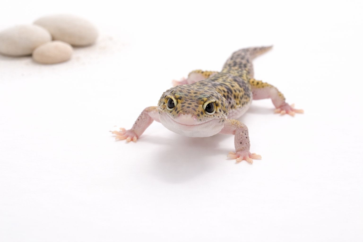 Gekon lamparci - odmiana mack snow