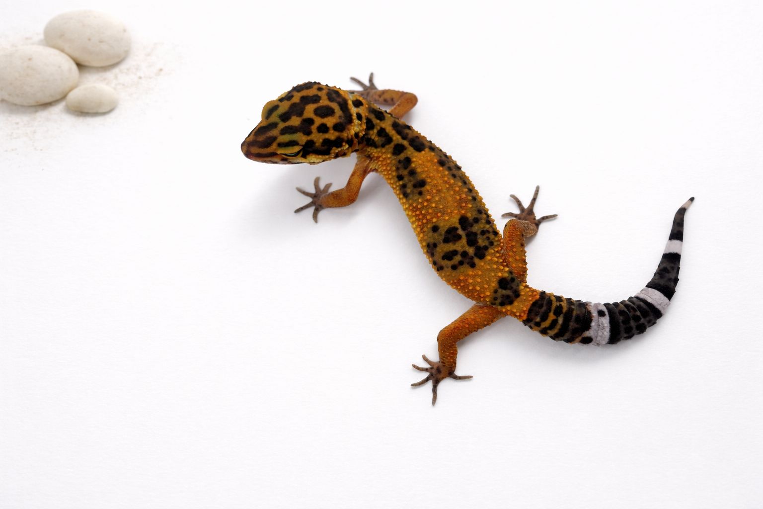 Gekon lamparci - odmiana blizzard