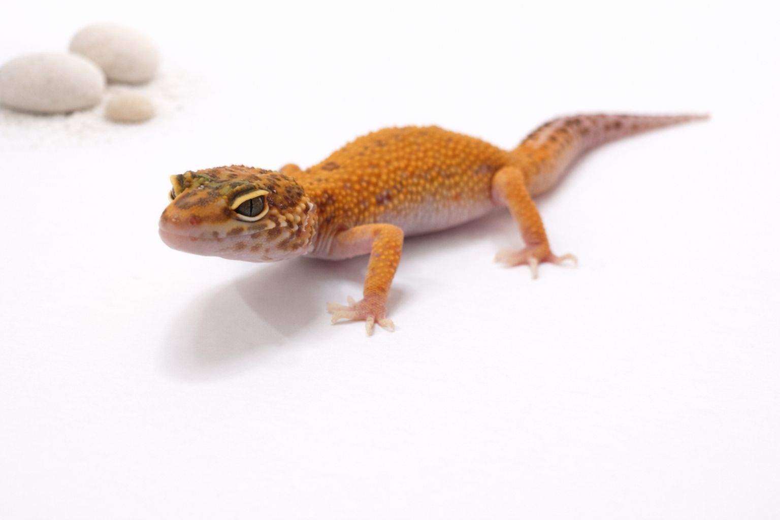 Gekon lamparci - odmiana patternless