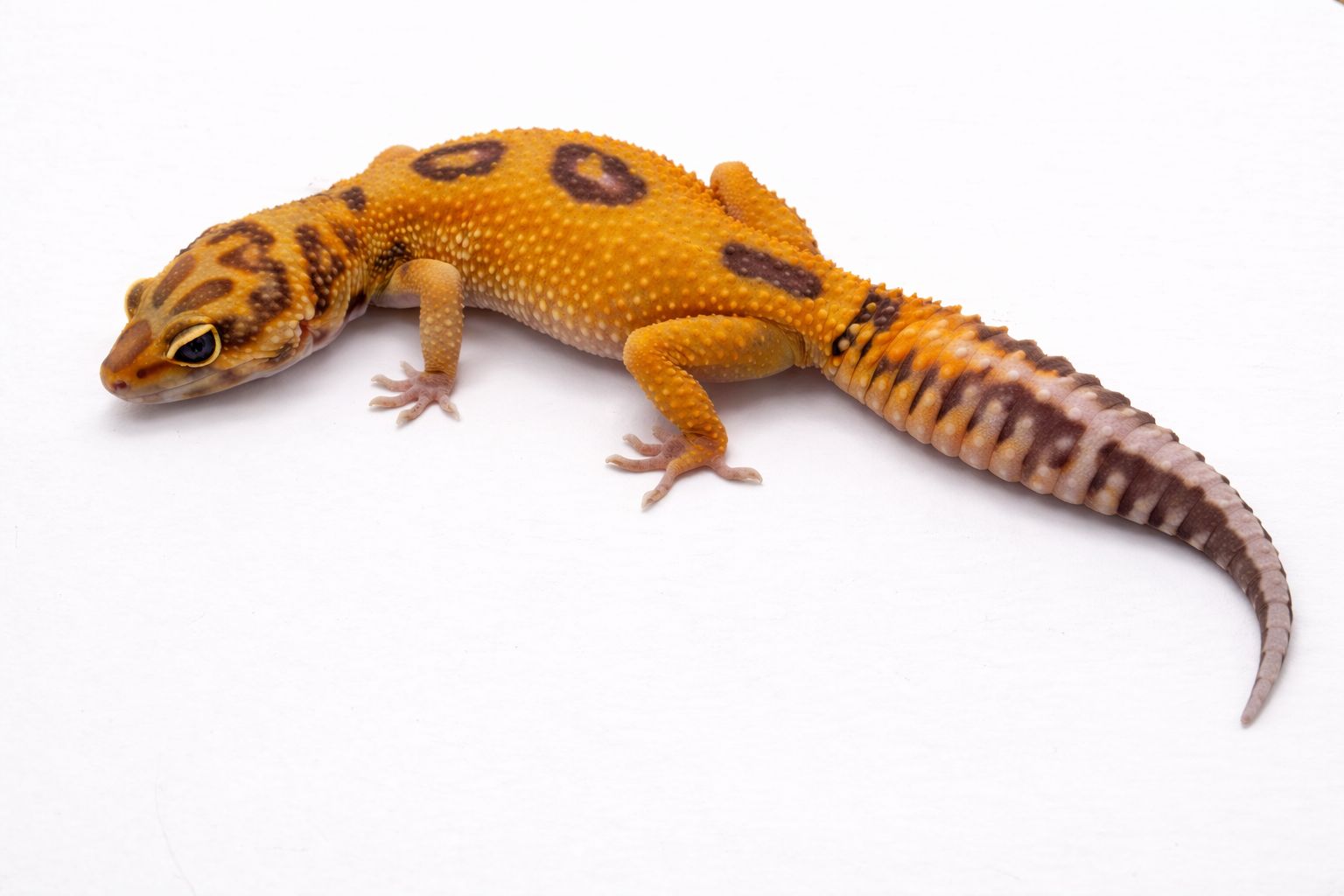 Gekon lamparci - odmiana super hypo